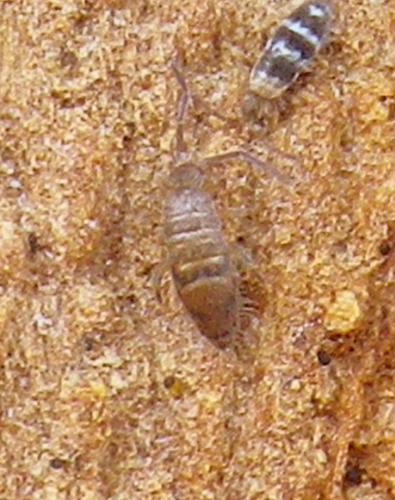 Willowsia platani